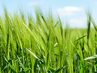 广西南宁青秀733500平方米城镇住宅用地转让